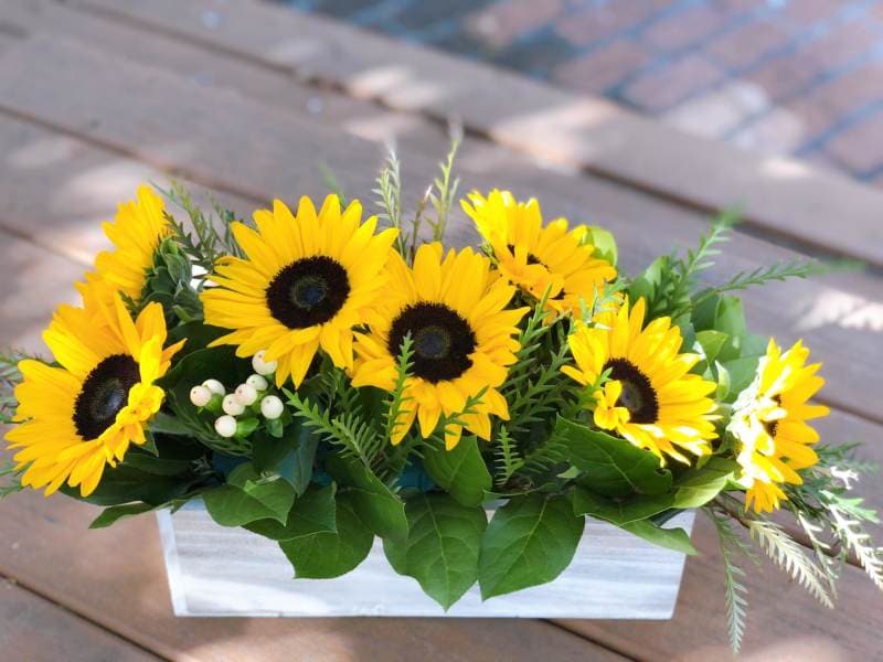 Sunflowers Garden