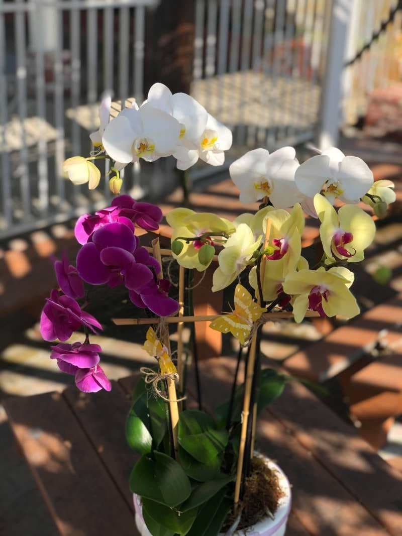 Orchids Garden